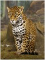 /album/galeria-de-fotos/on%c3%a7a%20pintada-jpg/